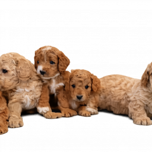 Secure A Puppy  | $200 Deposit