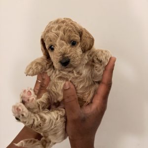 Cockapoo Puppy (Cloud)