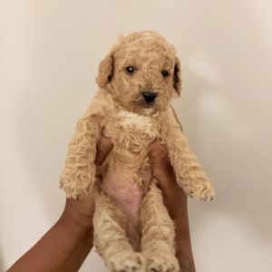 Cockapoo Puppy  (Bear)