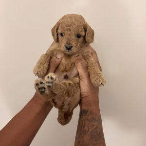Cockapoo Puppy (Teddy)