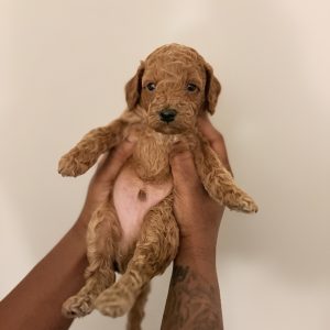 Cockapoo Puppy (Milo)