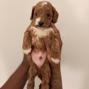 Cockapoo Puppy  (Max)